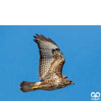 گونه سارگپه استپی Common Buzzard